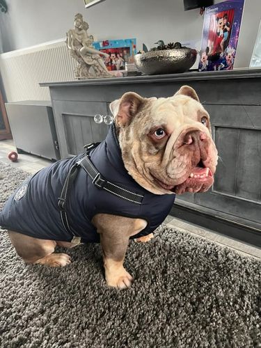 Pawlo