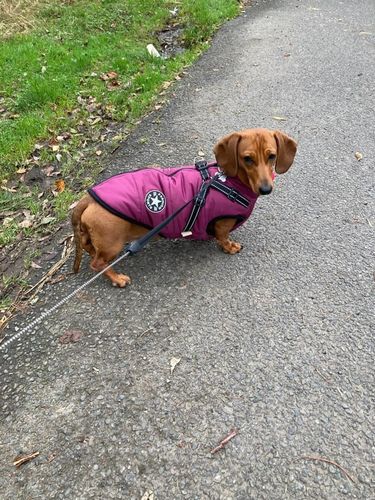 Pawlo